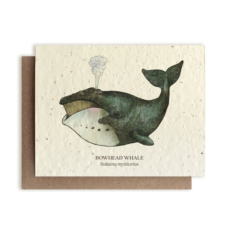 Bowhead Whale Plantable Wildflower Seed Card